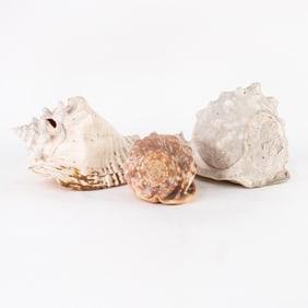 (3) Group of Assorted Conch Shells