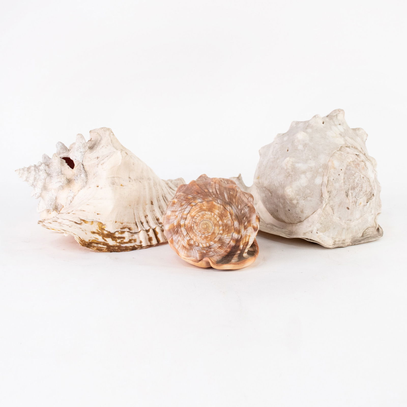 (3) Group of Assorted Conch Shells (1 of 5)