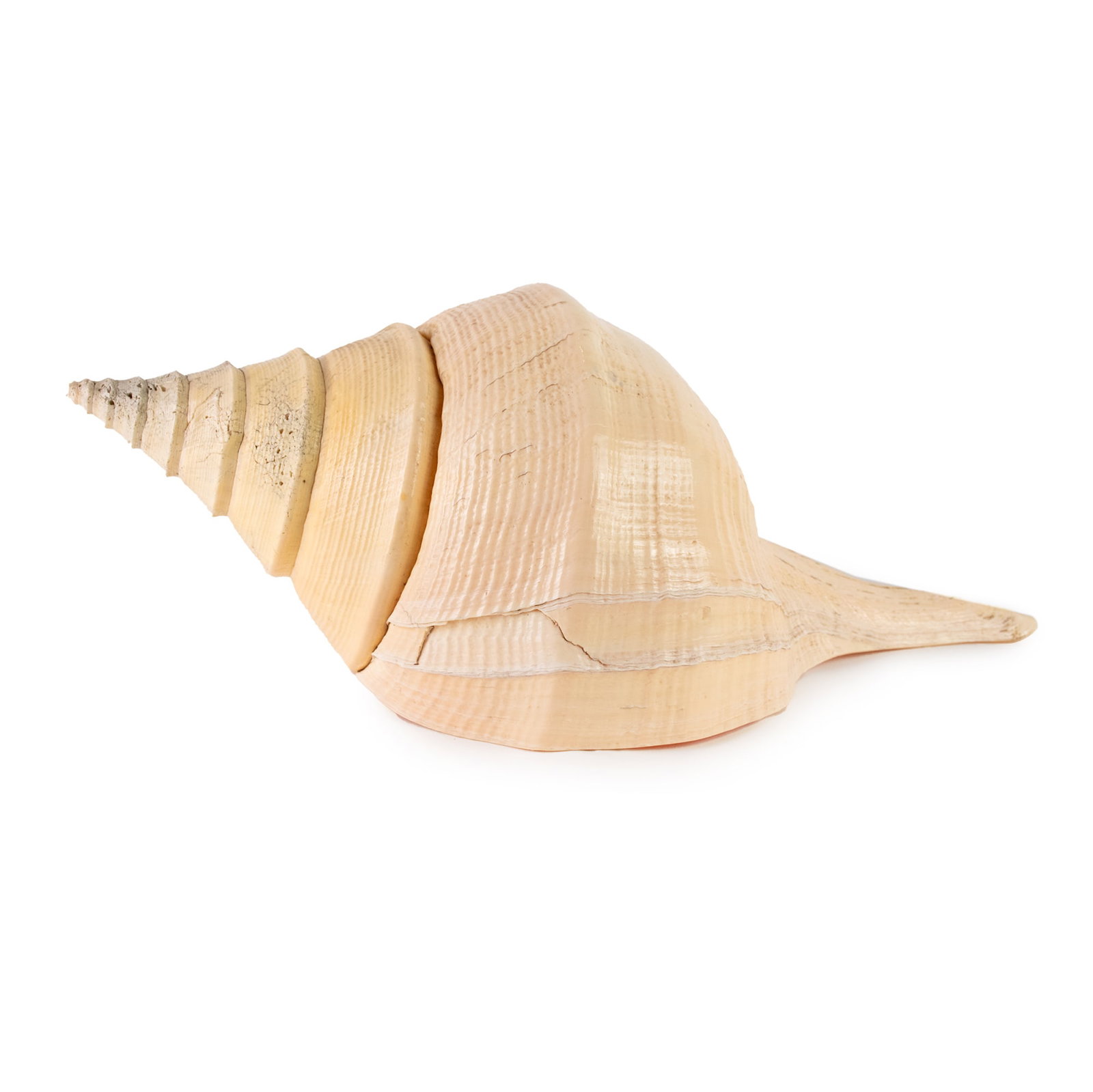Natural Syrinx Aruanus Australian Trumpet Shell: A cleaned natural Syrinx Aruanus or Australian Trumpet sea snail shell.