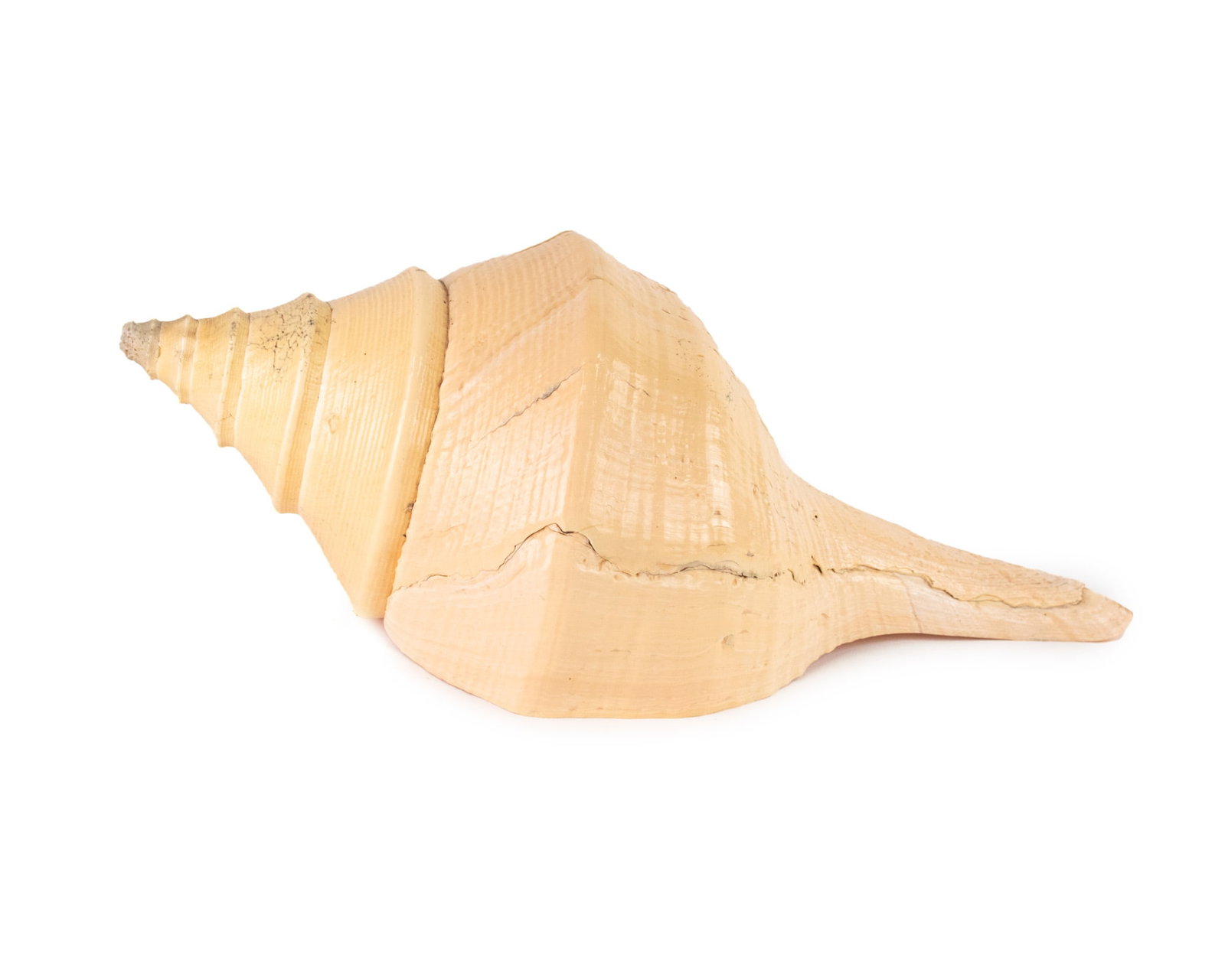 Natural Syrinx Aruanus Australian Trumpet Shell: A cleaned natural Syrinx Aruanus or Australian Trumpet sea snail shell.