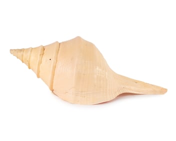 Natural Syrinx Aruanus Australian Trumpet Shell