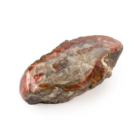 Polished Petrified Wood Slab Paper Weight