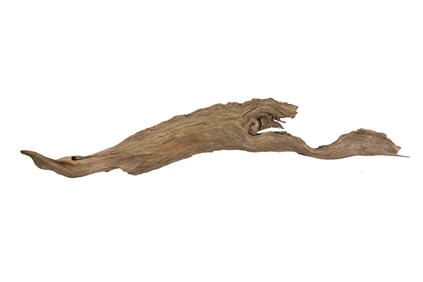 Large Driftwood Remnant
