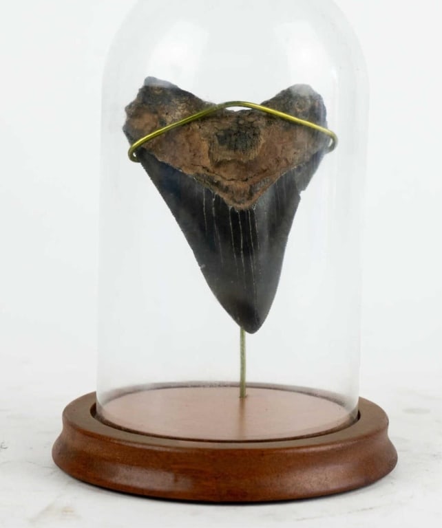MEGALODON TOOTH IN A GLASS DOME: Megalodon tooth in a glass dome. Note: Each lot in this auction was stored in an active industrial warehouse. Accordingly, lots may exhibit dust and/or surface residue and may benefit from cleaning. A