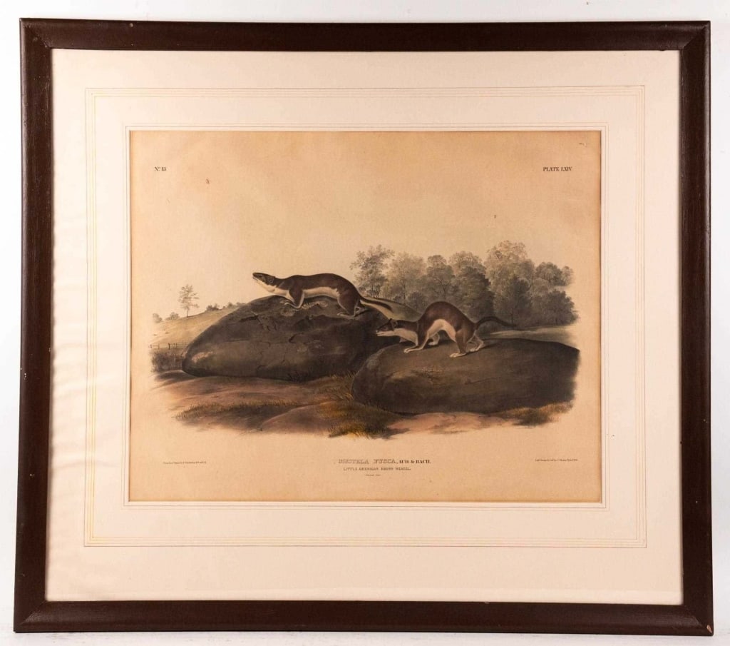 AFTER AUDUBON, 'LITTLE AMERICAN BROWN WEASEL', LIT (1 of 9)