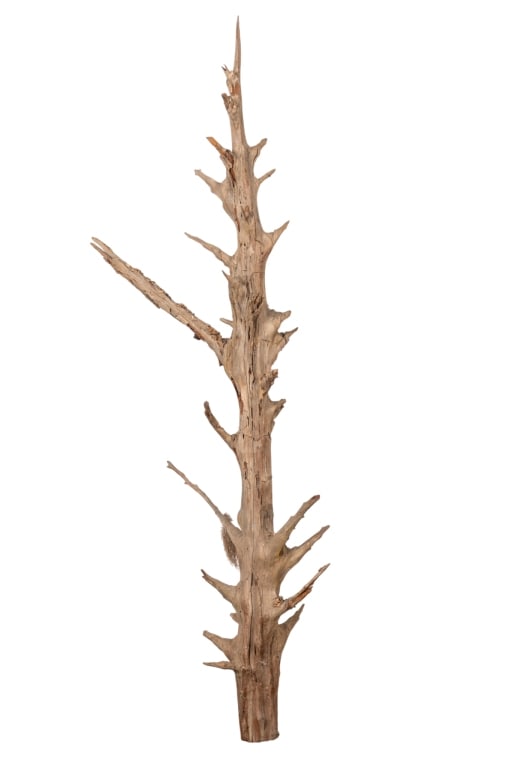 LARGE PINE DRIFTWOOD BRANCH: Large pine driftwood branch with H. 51?, W. 15?, D. 7?. Approximate dimensions: h. 93", w. 8", d. 6" Disclaimer: Participating bidders must have a credit card on file with LiveAuctioneers in order