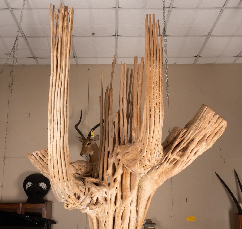7FT SAGUARO CACTUS SKELETON - 3