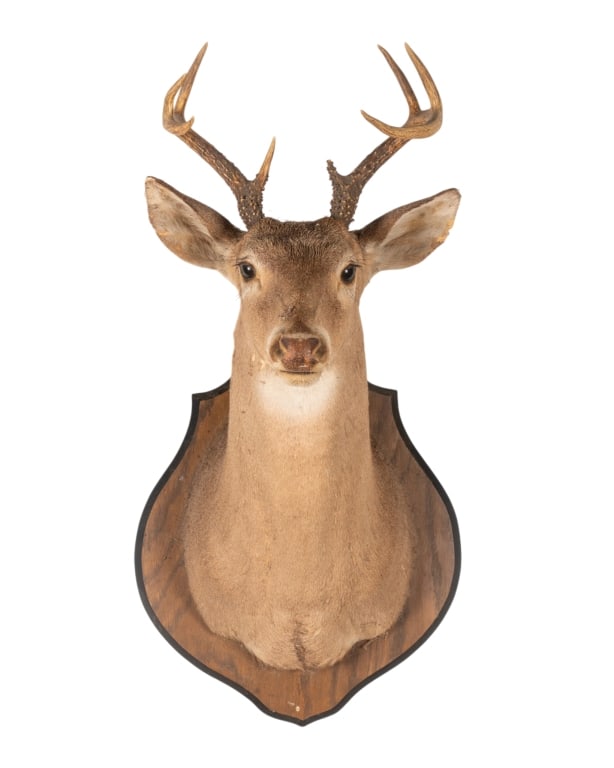6 POINT BUCK MOUNTED TAXIDERMY (1 of 6)