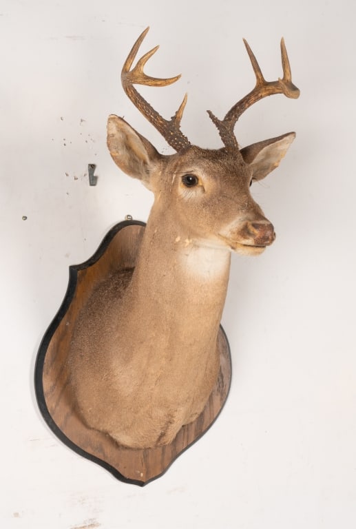 6 POINT BUCK MOUNTED TAXIDERMY - 5