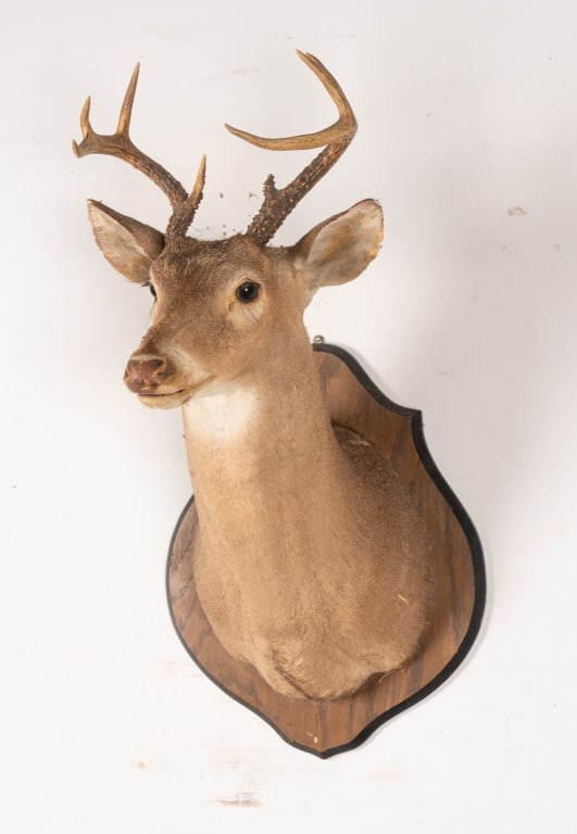 6 POINT BUCK MOUNTED TAXIDERMY - 6