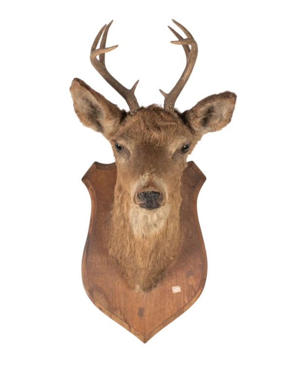 8 POINT BUCK MOUNTED TAXIDERMY (1 of 7)