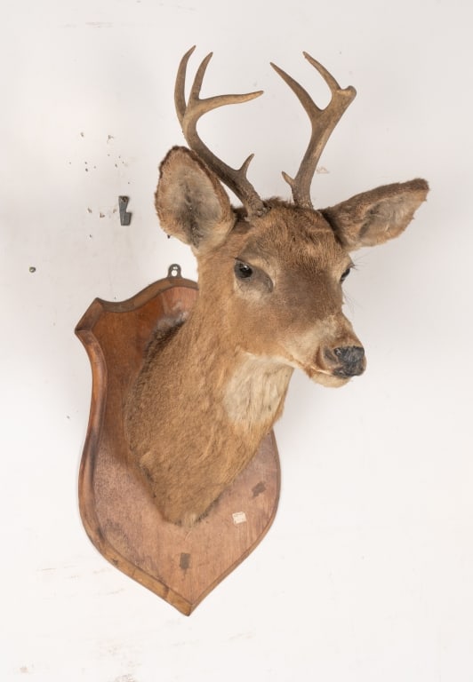 8 POINT BUCK MOUNTED TAXIDERMY - 6