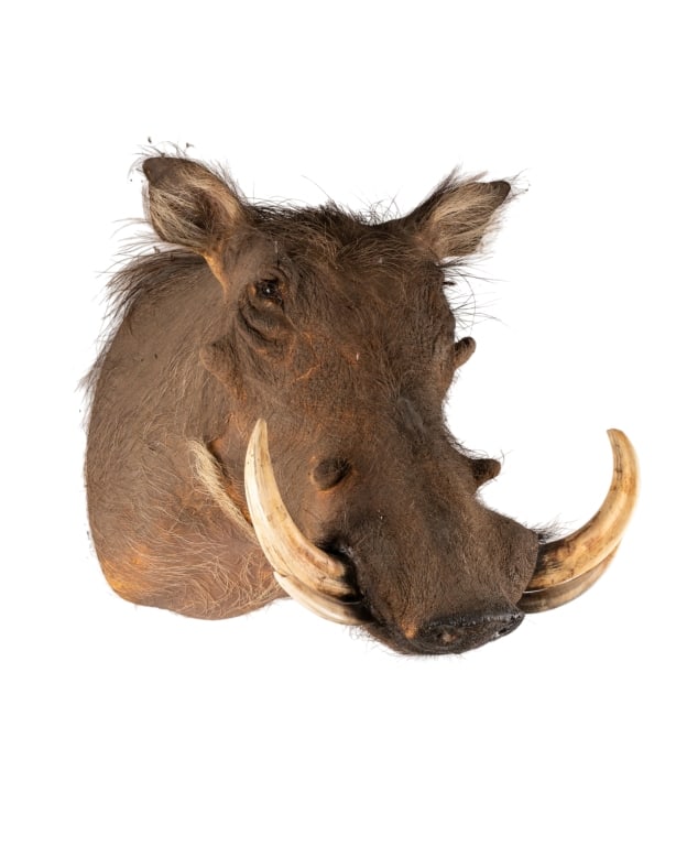 WARTHOG TAXIDERMY MOUNT: Warthog taxidermy mount. Approximate dimensions: h. 15", w. 14.5", d. 20" Disclaimer: Participating bidders must have a credit card on file with LiveAuctioneers in order for their bidding registration