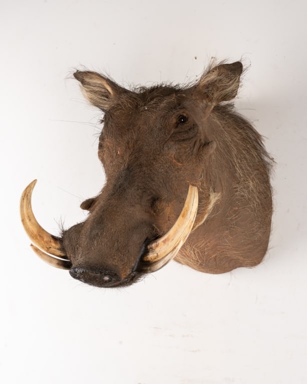 WARTHOG TAXIDERMY MOUNT - 3