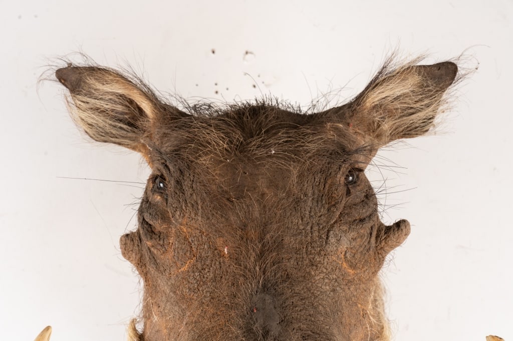WARTHOG TAXIDERMY MOUNT - 4