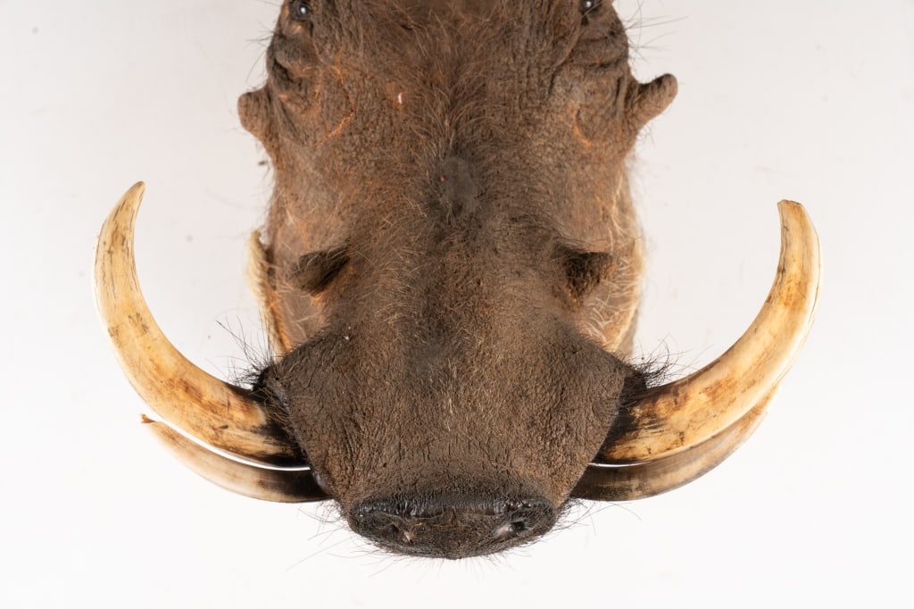 WARTHOG TAXIDERMY MOUNT - 5