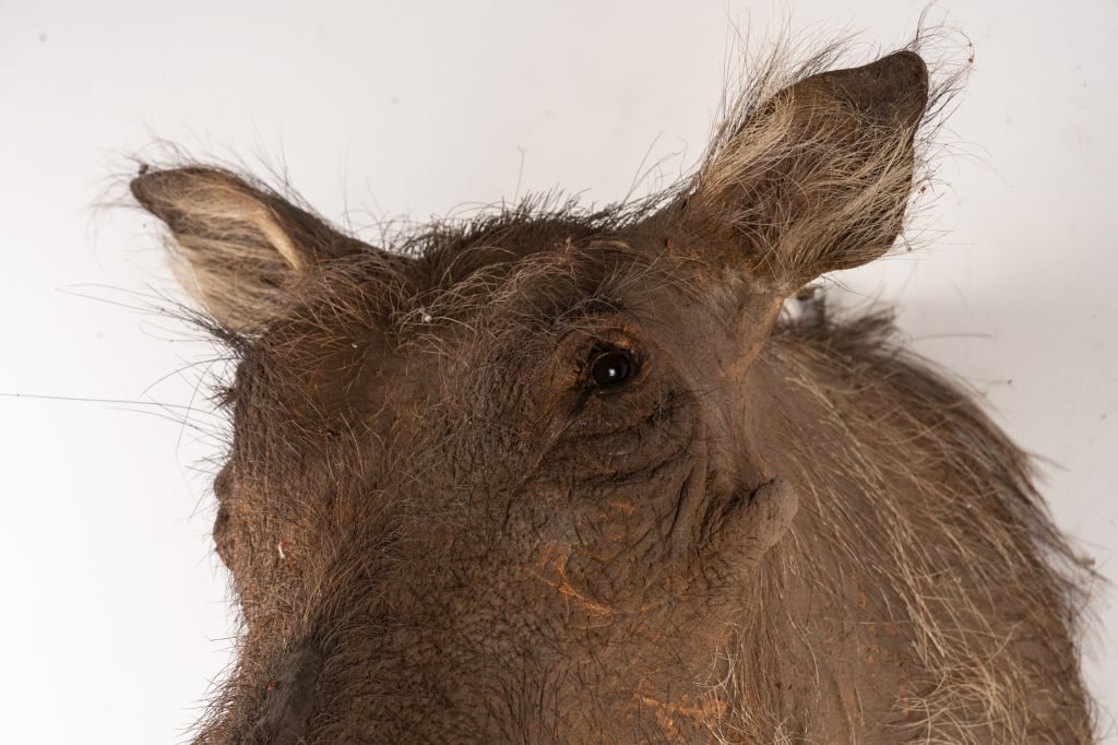 WARTHOG TAXIDERMY MOUNT - 6