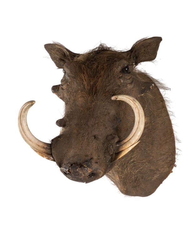 WARTHOG TAXIDERMY MOUNT: Warthog taxidermy mount. Approximate dimensions: h. 17", w. 18", d. 21" Disclaimer: Participating bidders must have a credit card on file with LiveAuctioneers in order for their bidding registration