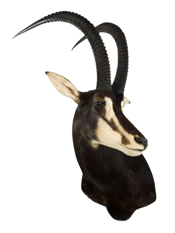 COMMON SABLE TAXIDERMY SHOULDER MOUNT: large common sable taxidermy shoulder wall mount having large black curved horns, high resting ears, and realistic glass eyes. Approximate dimensions: Disclaimer: Participating bidders must have a