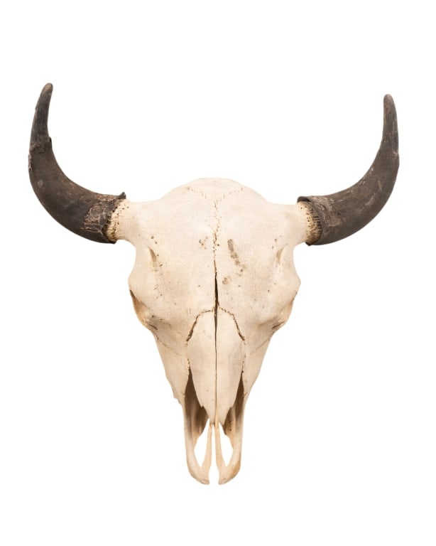 BULL SKULL TAXIDERMY: Bull skull taxidermy mount. Approximate dimensions: h. 25", w. 25", d. 9" Disclaimer: Participating bidders must have a credit card on file with LiveAuctioneers in order for their bidding registration