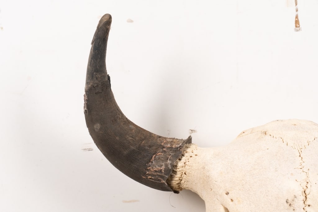 BULL SKULL TAXIDERMY - 2