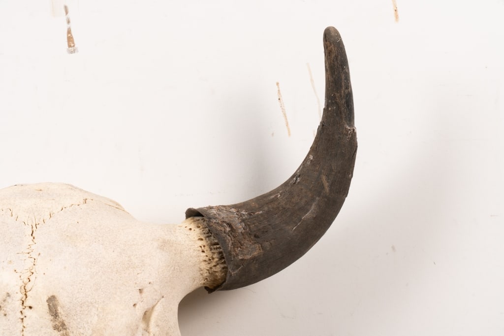 BULL SKULL TAXIDERMY - 3