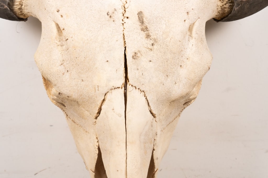 BULL SKULL TAXIDERMY - 4
