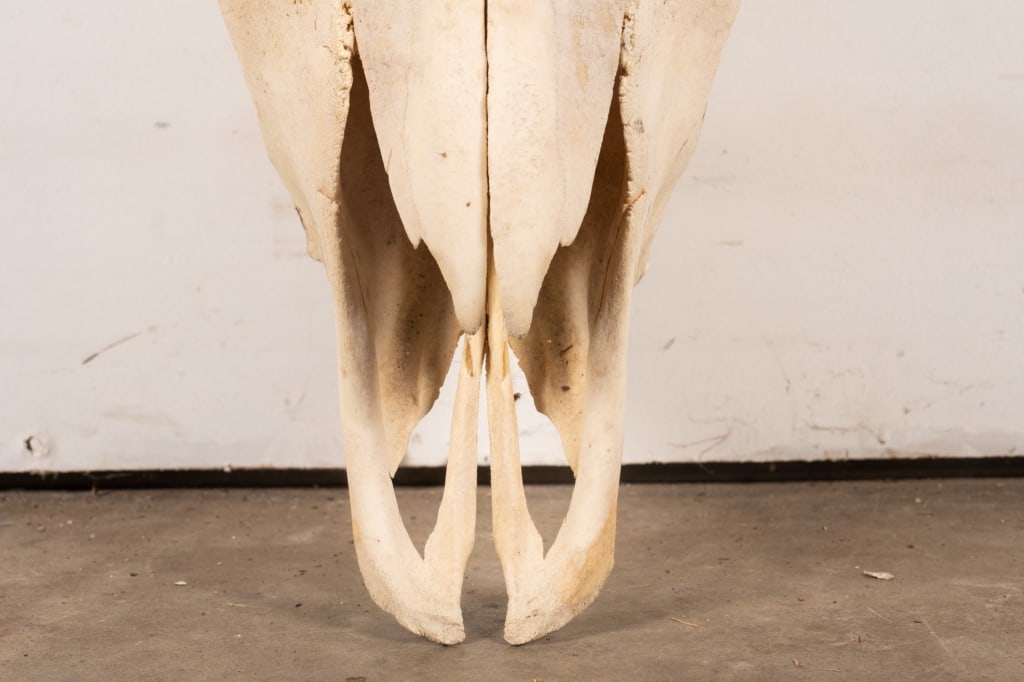 BULL SKULL TAXIDERMY - 5