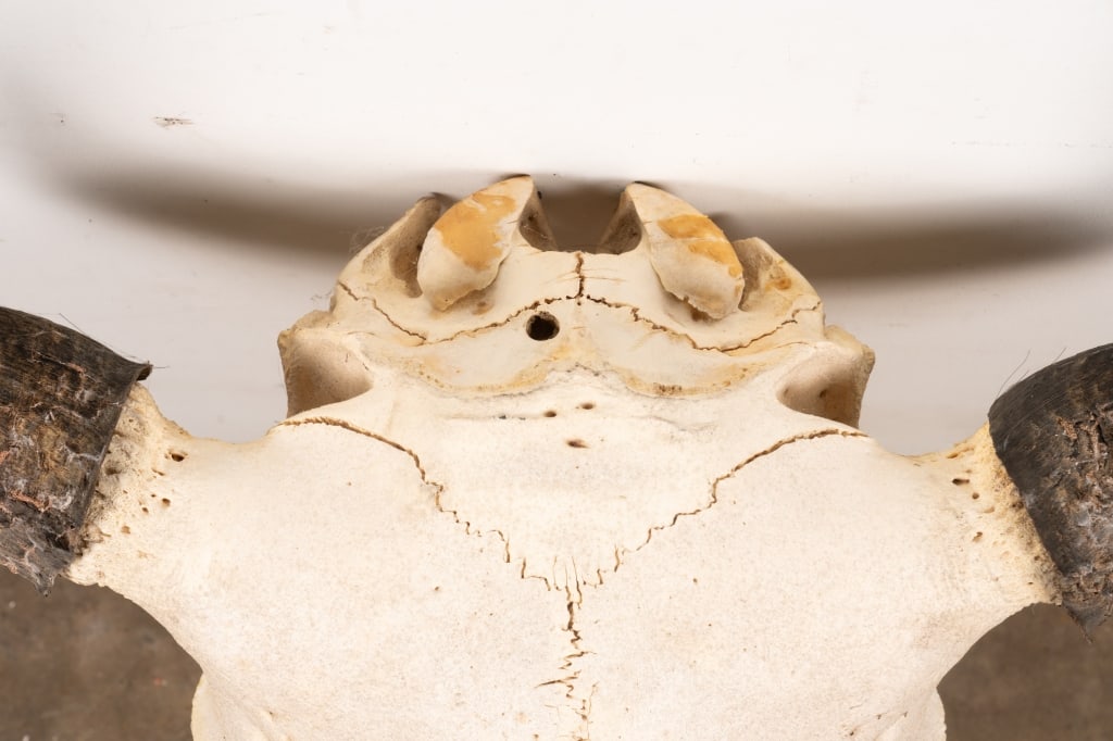 BULL SKULL TAXIDERMY - 6