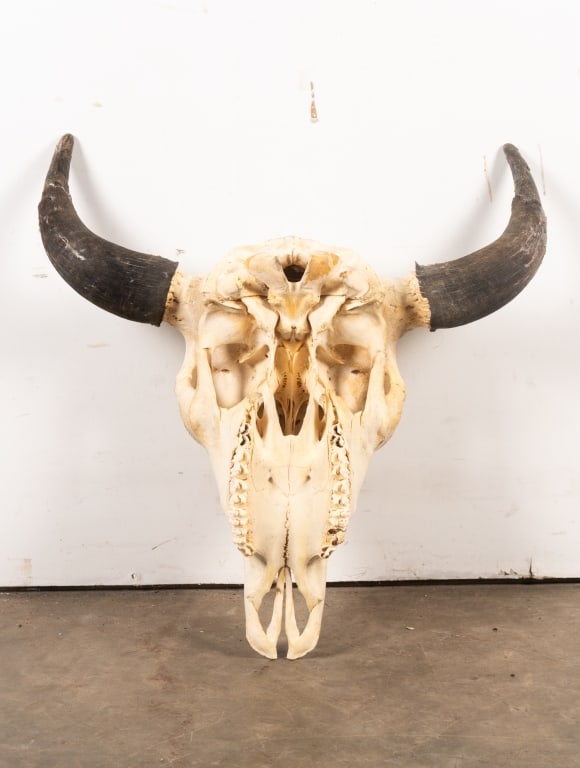 BULL SKULL TAXIDERMY - 7