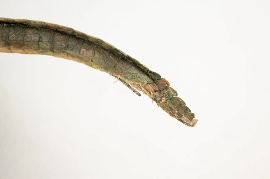 TAXIDERMY FLORIDA ALLIGATOR - 10