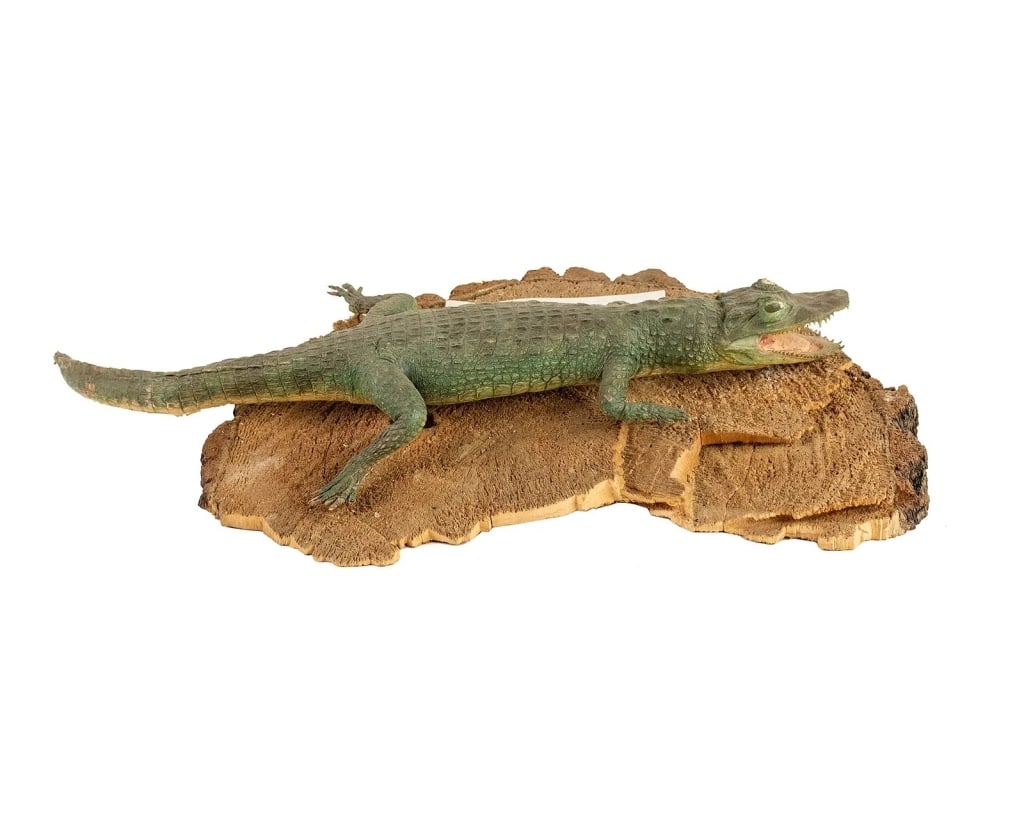TAXIDERMY FLORIDA ALLIGATOR: taxidermy juvenile Florida alligator presented mounted to a wedge of wood. Approximate dimensions: h. 4", w. 22", d. 12" Disclaimer: Participating bidders must have a credit card on file with LiveAuct