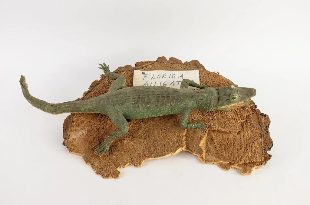TAXIDERMY FLORIDA ALLIGATOR - 2