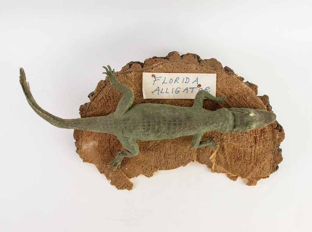 TAXIDERMY FLORIDA ALLIGATOR - 3