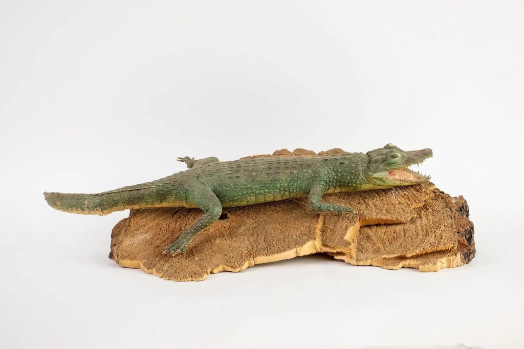 TAXIDERMY FLORIDA ALLIGATOR - 4