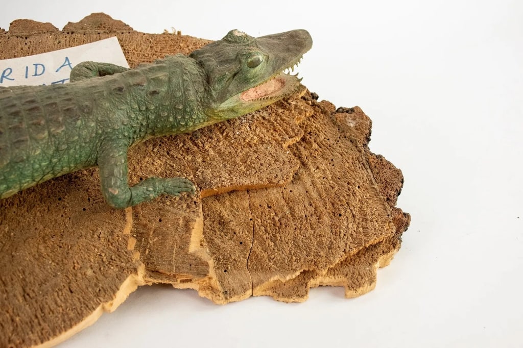 TAXIDERMY FLORIDA ALLIGATOR - 5