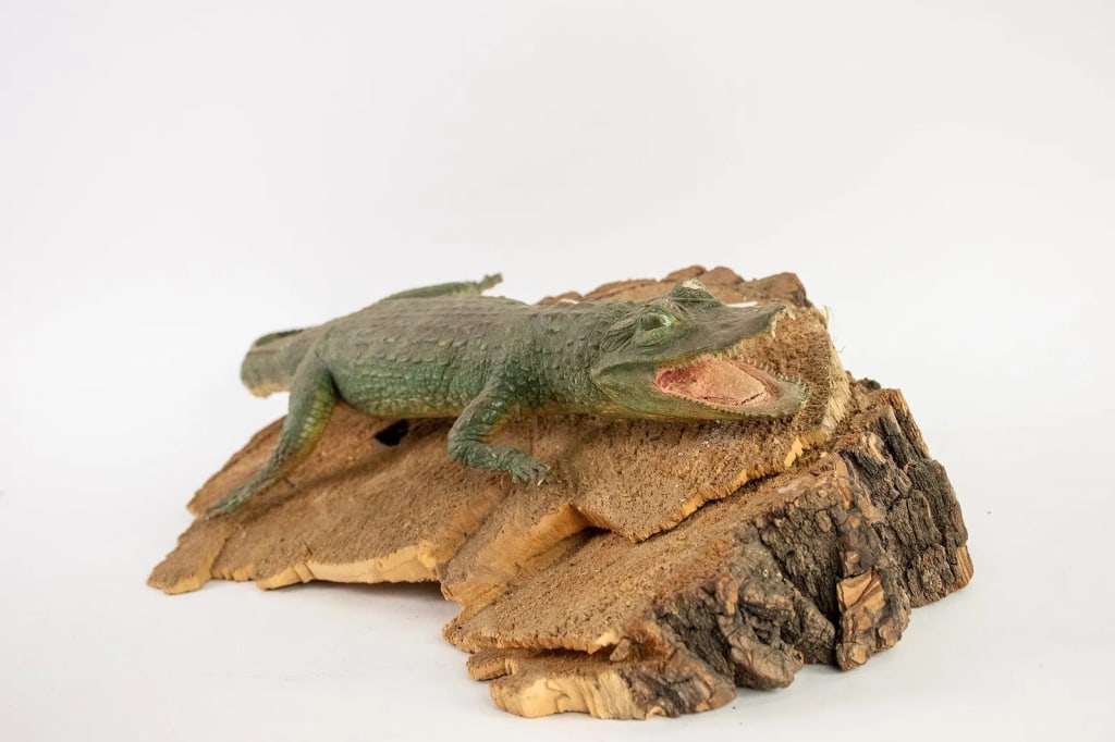 TAXIDERMY FLORIDA ALLIGATOR - 6