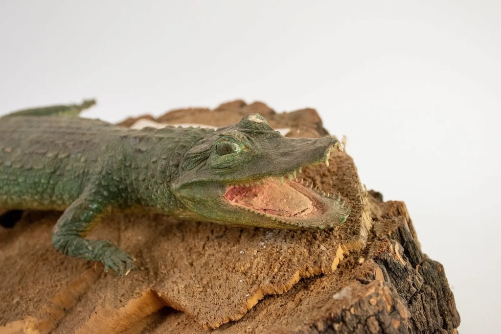 TAXIDERMY FLORIDA ALLIGATOR - 7