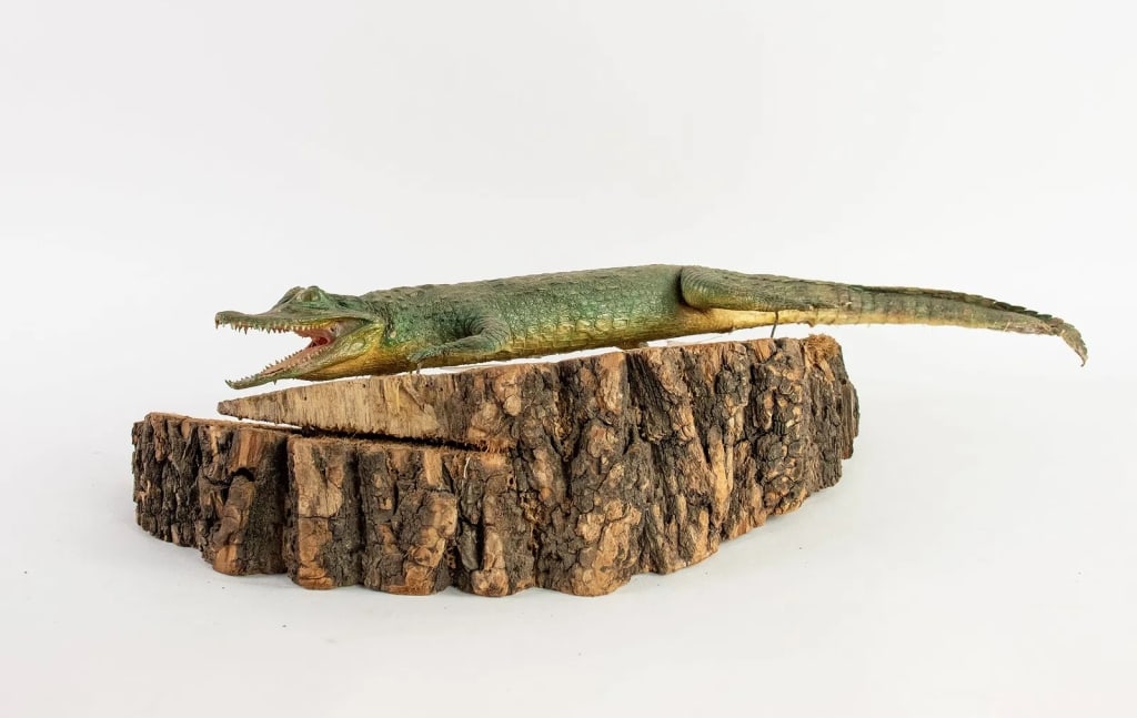 TAXIDERMY FLORIDA ALLIGATOR - 8