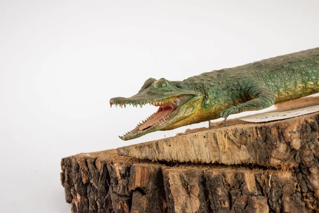 TAXIDERMY FLORIDA ALLIGATOR - 9