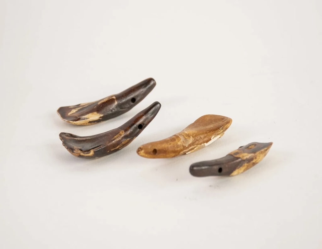 COLLECTION OF AGED BROWN BUFFALO TEETH - 4