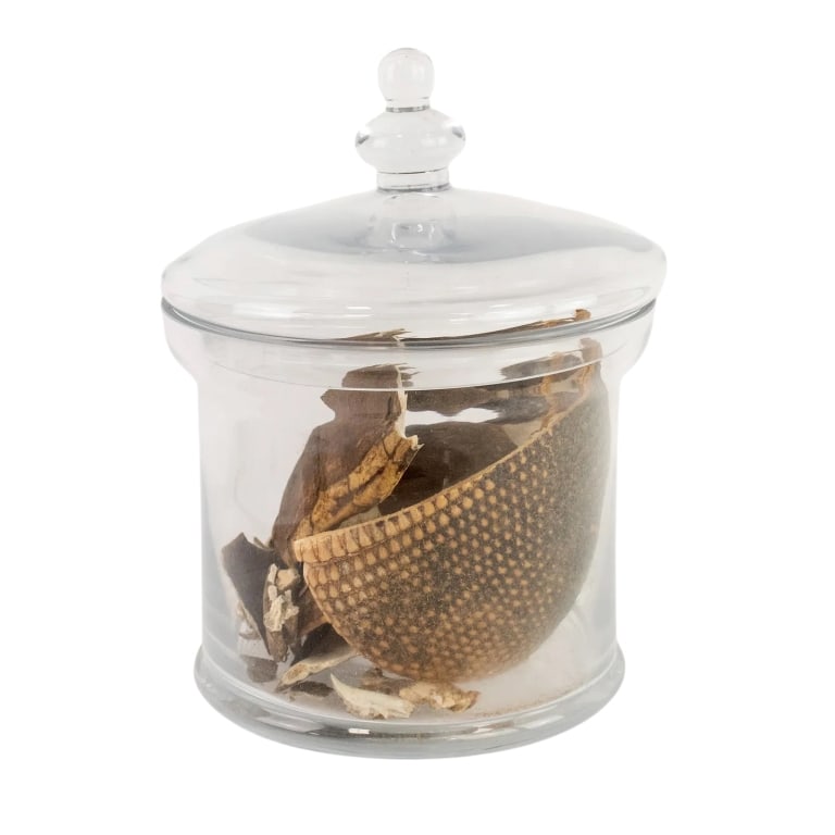 COLLECTION OF DRIED BROKEN ANIMAL SHELLS: collection of dried, broken armadillo and turtle shells presented in a lidded glass jar. Approximate dimensions: h. 11.5", dia. 8.75" Disclaimer: Participating bidders must have a credit card on file 