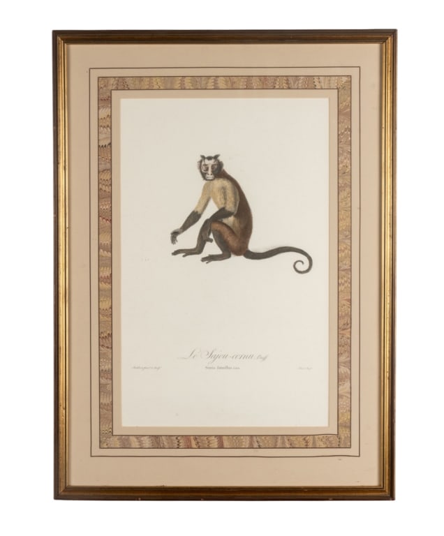 19TH C. HAND-COLORED ENGRAVING AFTER J.B. AUDEBERT: 19th century hand-colored engraving after J.B. Audebert, Le Sajou-Cornu for natural history. Approximate dimensions: h. 29.75", w. 21.5", d. 1" Disclaimer: Participating bidders must have a credit car
