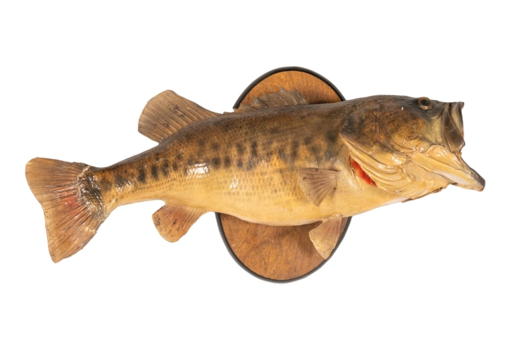 LARGEMOUTH BASS TAXIDERMY: Largemouth bass taxidermy mounted on wooden backer. Approximate dimensions: h. 11.5", w. 23", d. 6" Disclaimer: Participating bidders must have a credit card on file with LiveAuctioneers in order for