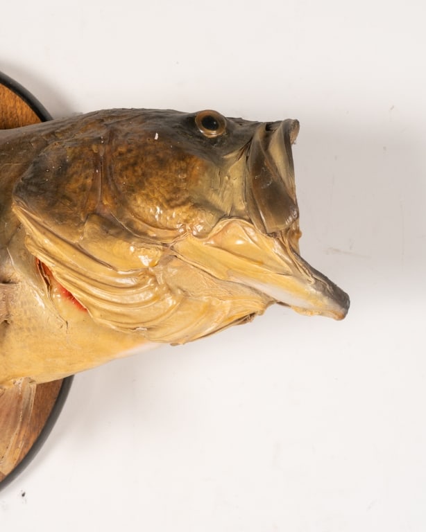 LARGEMOUTH BASS TAXIDERMY - 2