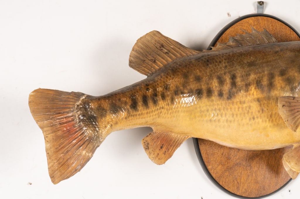 LARGEMOUTH BASS TAXIDERMY - 3