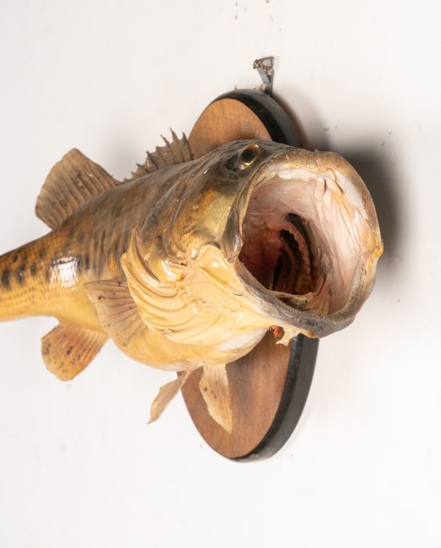 LARGEMOUTH BASS TAXIDERMY - 4