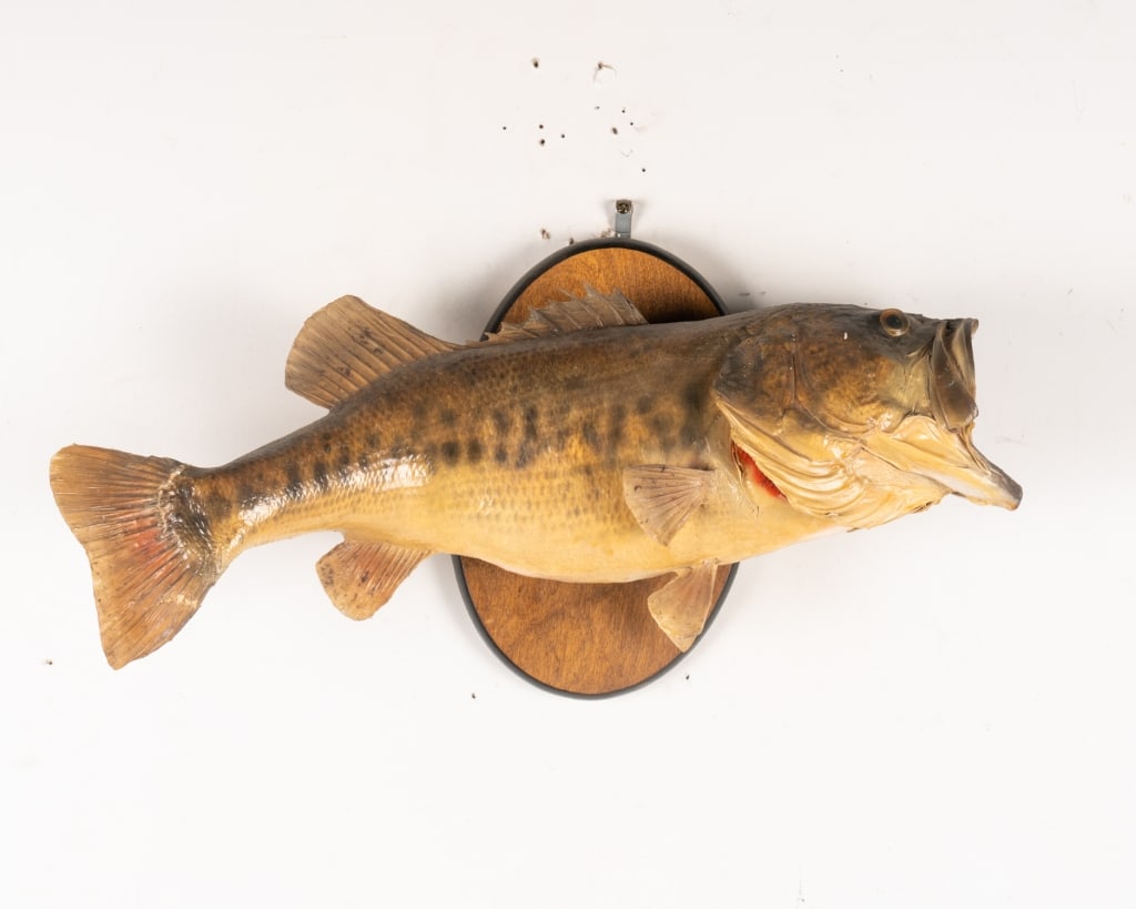 LARGEMOUTH BASS TAXIDERMY - 5