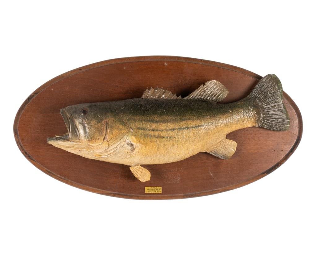 LARGEMOUTH BASS TAXIDERMY: Largemouth bass mounted on wooden backer with taxidermist label William F Egner Taxidermist, Middletown, NY. Approximate dimensions: h. 14", w. 28", d. 5" Disclaimer: Participating bidders must have
