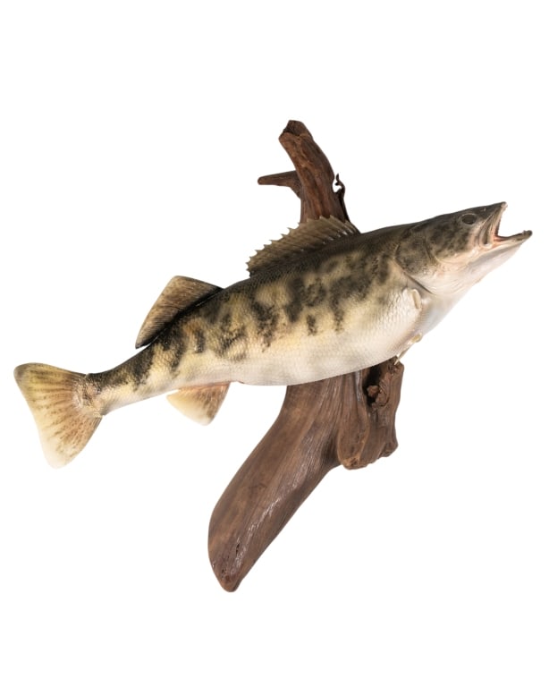 SMALLMOUTH BASS TAXIDERMY MOUNTED ON DRIFTWOOD (1 of 5)
